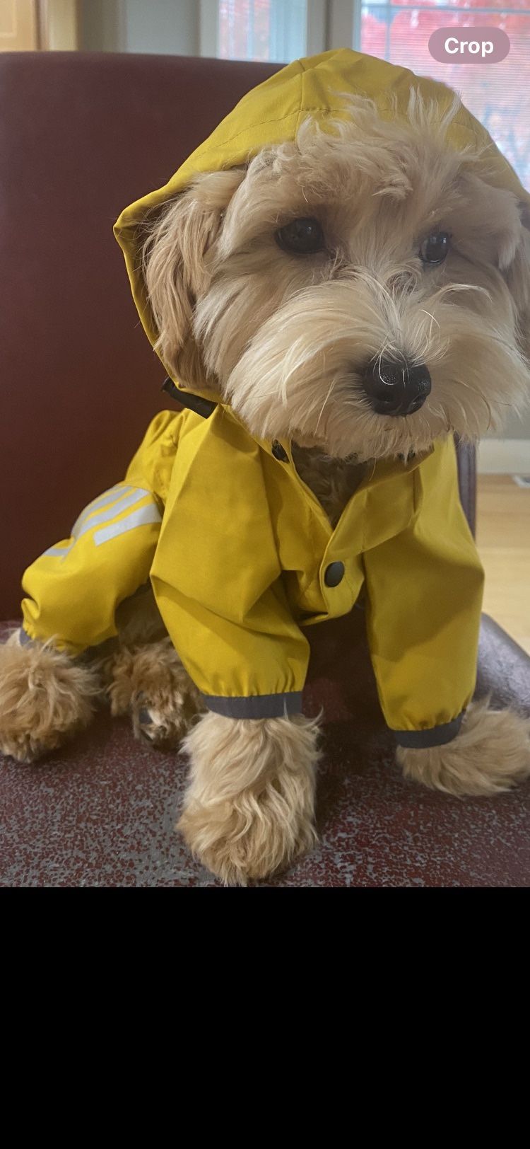 Waterproof PuppyDog Raincoat ( Medium)