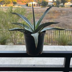 Agave Cactus (Green Agave)