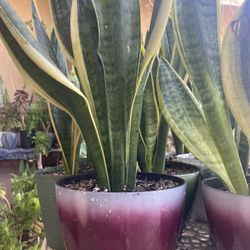 Snake Natural Plants