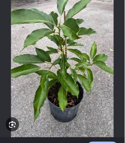 Avocado tree 1 gallon