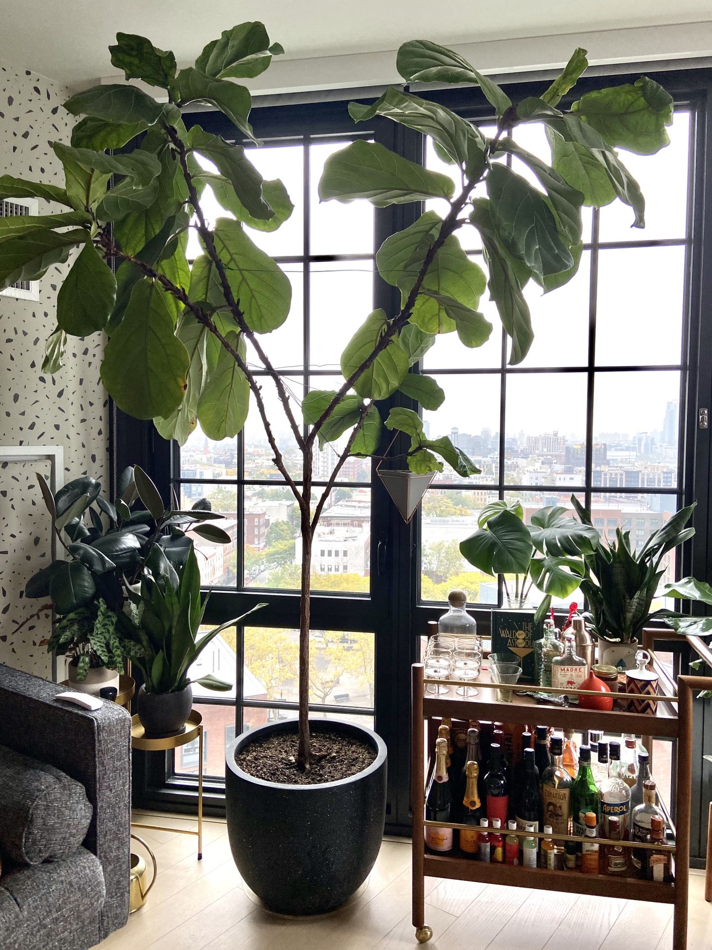 Large Fig Tree Plant - Potted