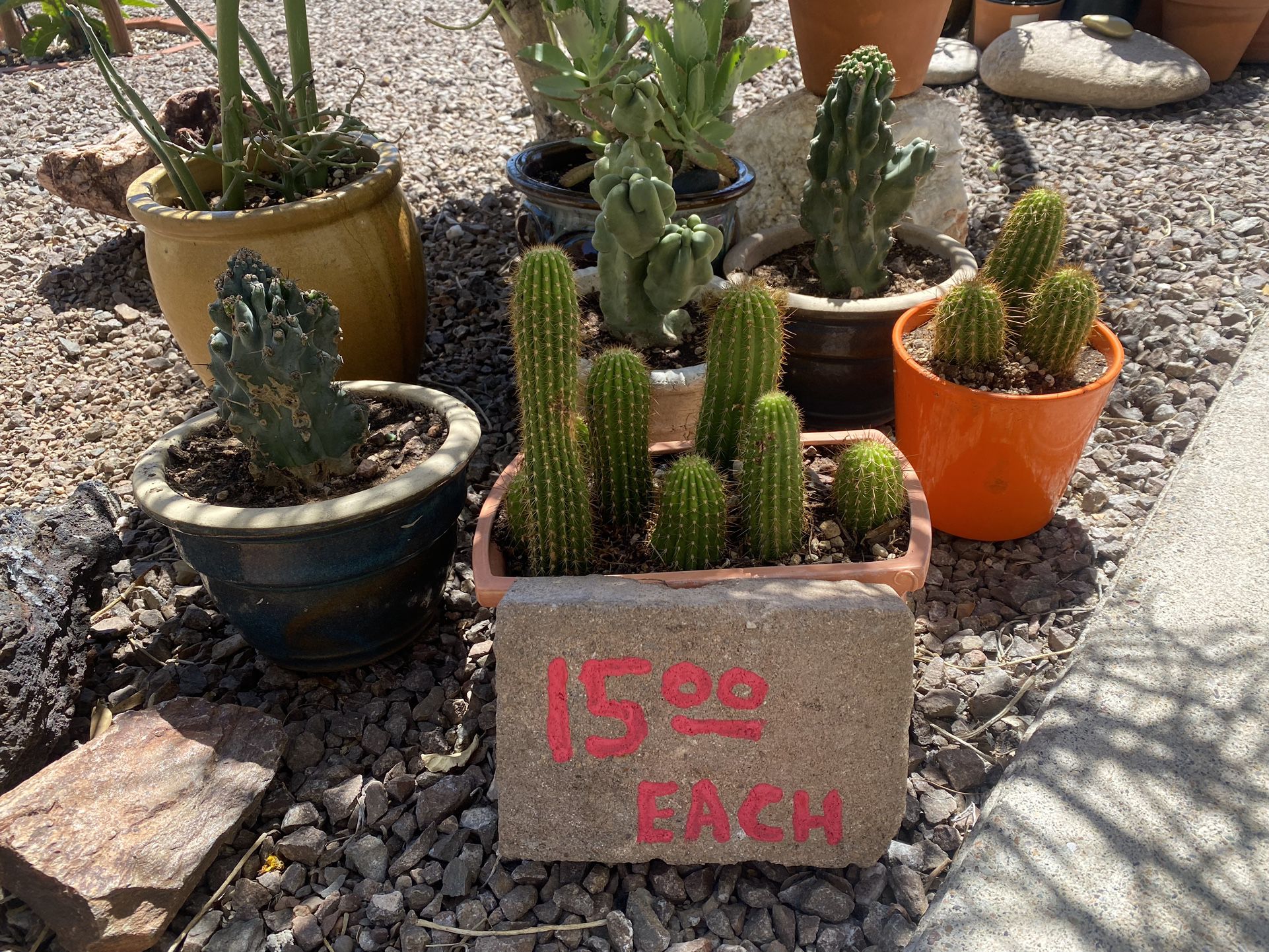 Potted Cacti and Succulents 