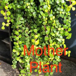 Portulacaria Afra Aurea Elephant Bush Rare Live Succulent Bare Root Plant Jade