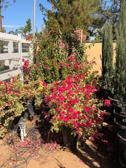 Bougainville 15 gal