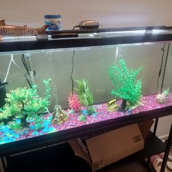 55 Gallon Fish Tank