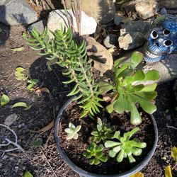 Succulent Bushes &  Plant Arrangements For sale