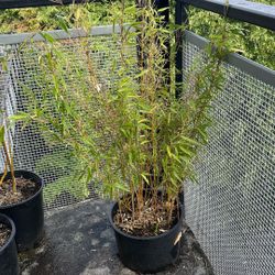 Bamboo