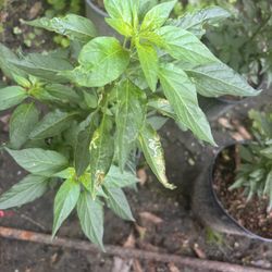 Plantas De Chile Pico De Pájaro 