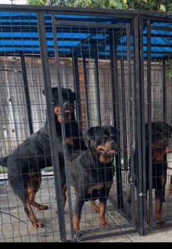 Kennel cage today