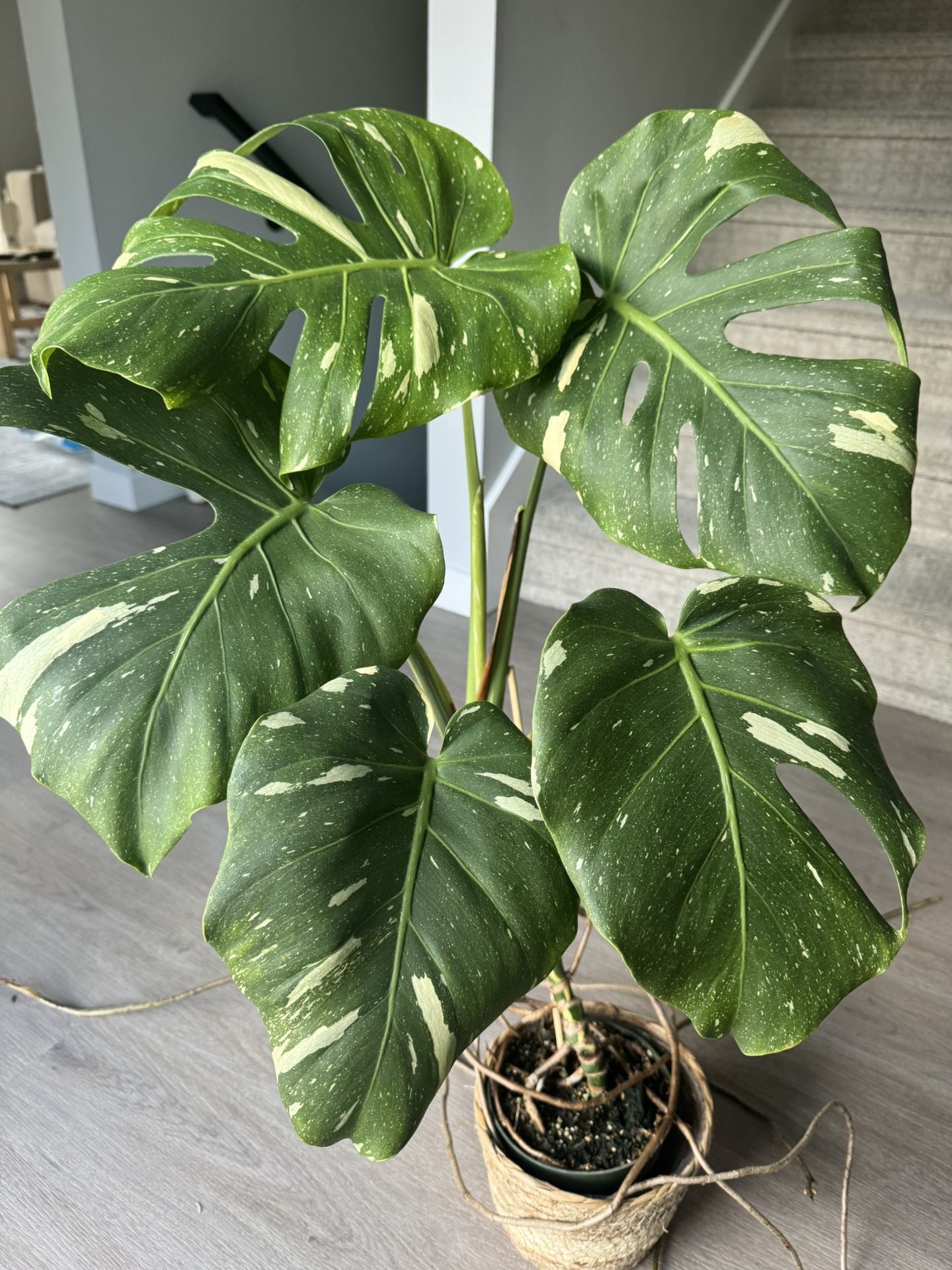 Monstera Thai Constellation house plant Indoor