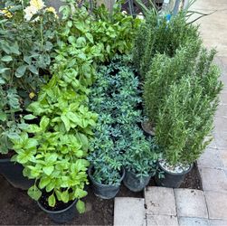 Rosemary A d Ruda And Basil 🌿 Plans $12 Each Price Firm