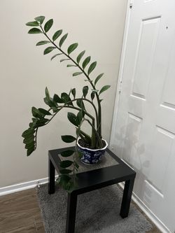 Large ZZ Plant in Ceramic Pot – Easy Care, Healthy, Glossy Leaves