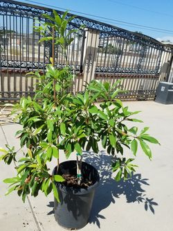 Chico or sapote