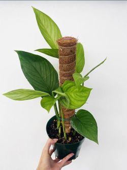 Rare Aroid Monstera Lechleriana plant/ indoor plant/ house plant/ flower patio garden