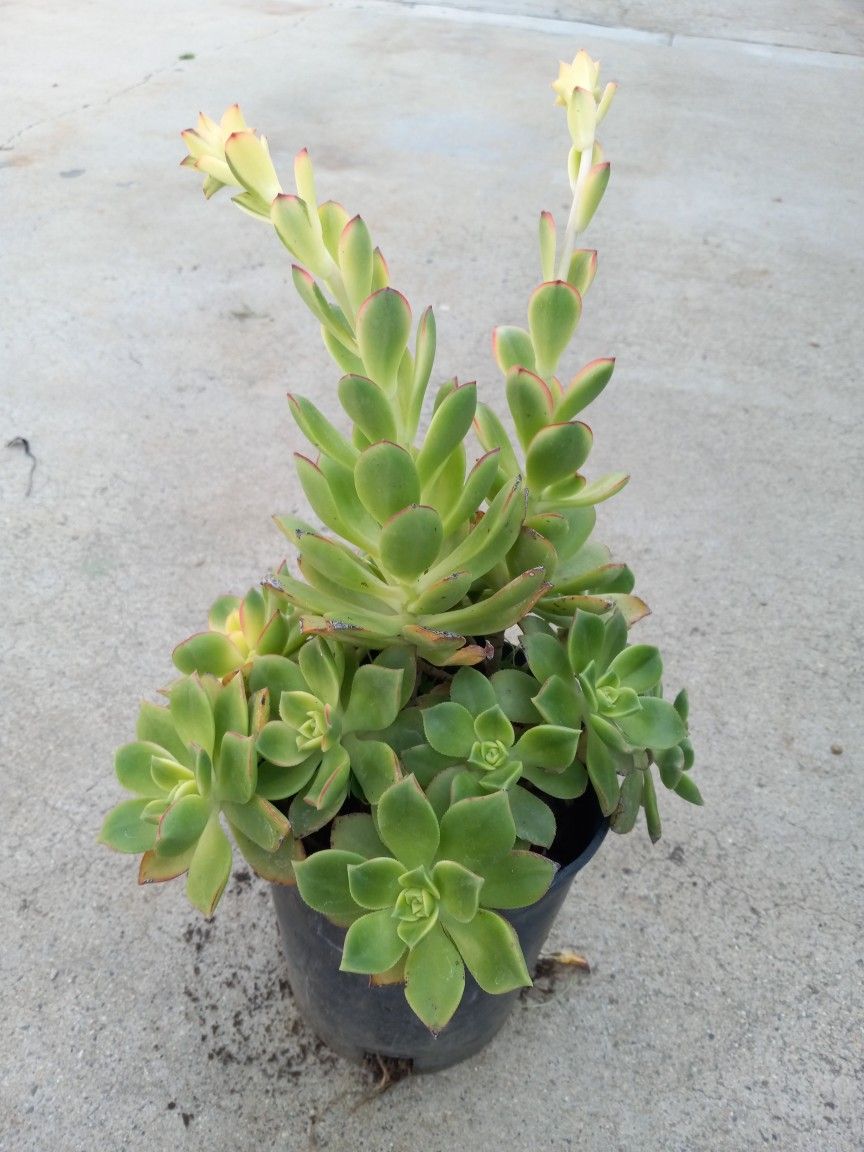 KIWIK succulents Nice Plants6.00 