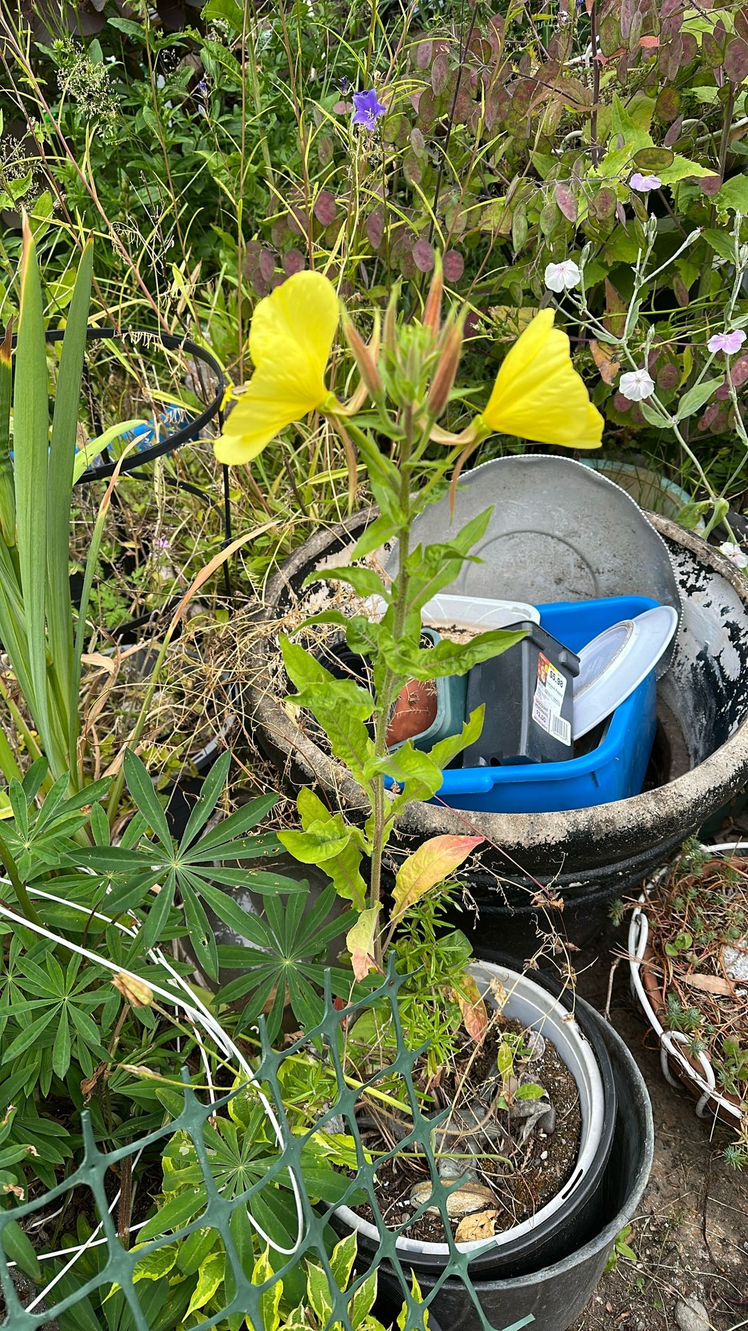 Evening primrose