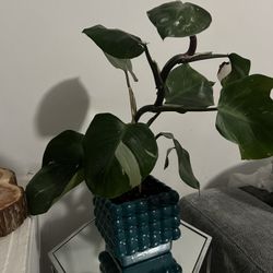Philodendron White Knight
