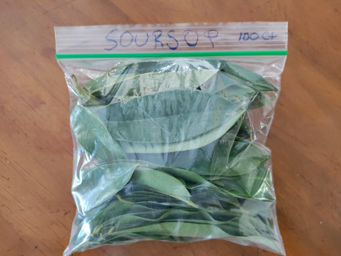 Fresh Soursop Leaves