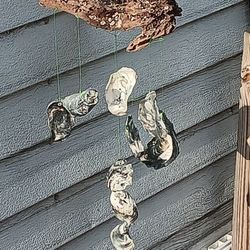 Wind Chime Driftwood  Oyster Shells