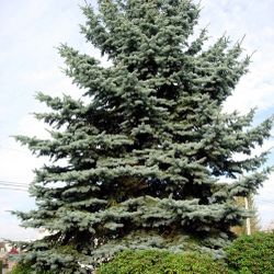 Sitka Spruce Starter Trees For Sale