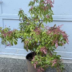 Pieris Mountain Fire Plant