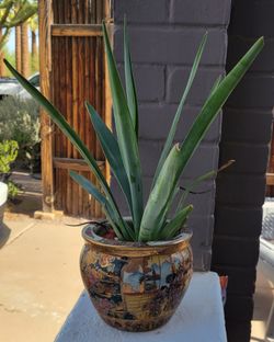 Established plant and pot