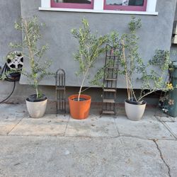 Arbaquina Olive 🫒 