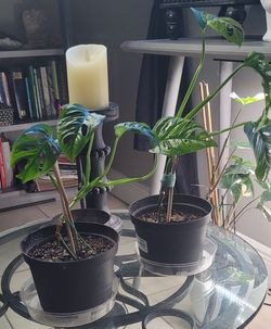 Philodendron ( Swiss cheese)