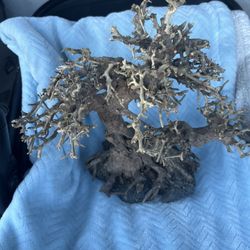bonsai tree aquarium driftwood
