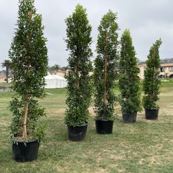 Trees