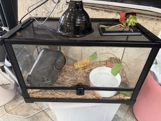 Reptile tank
