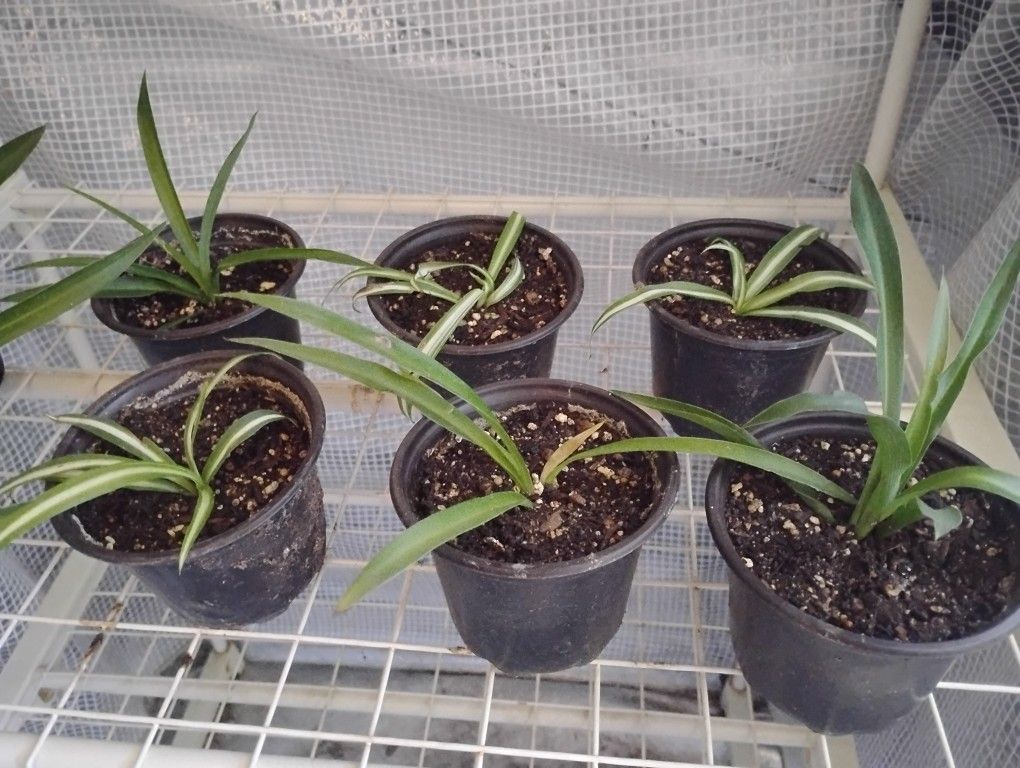 Spider Plants
