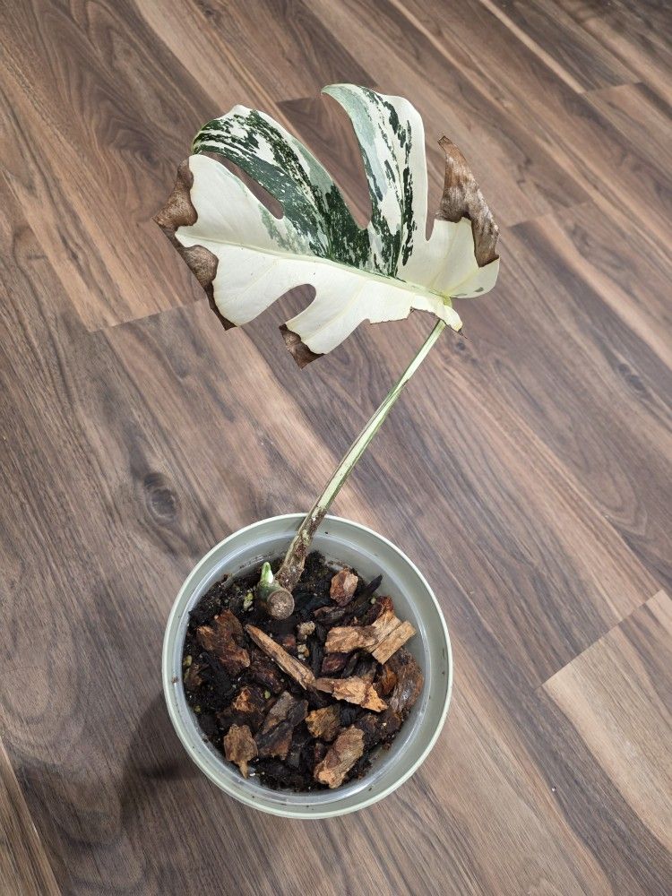 Monstera Albo Highly Variegated with Fenestrations