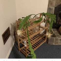 Night Blooming Cereus aka Queen of the Night cactus Brahma Kamalan well rooted starter plants