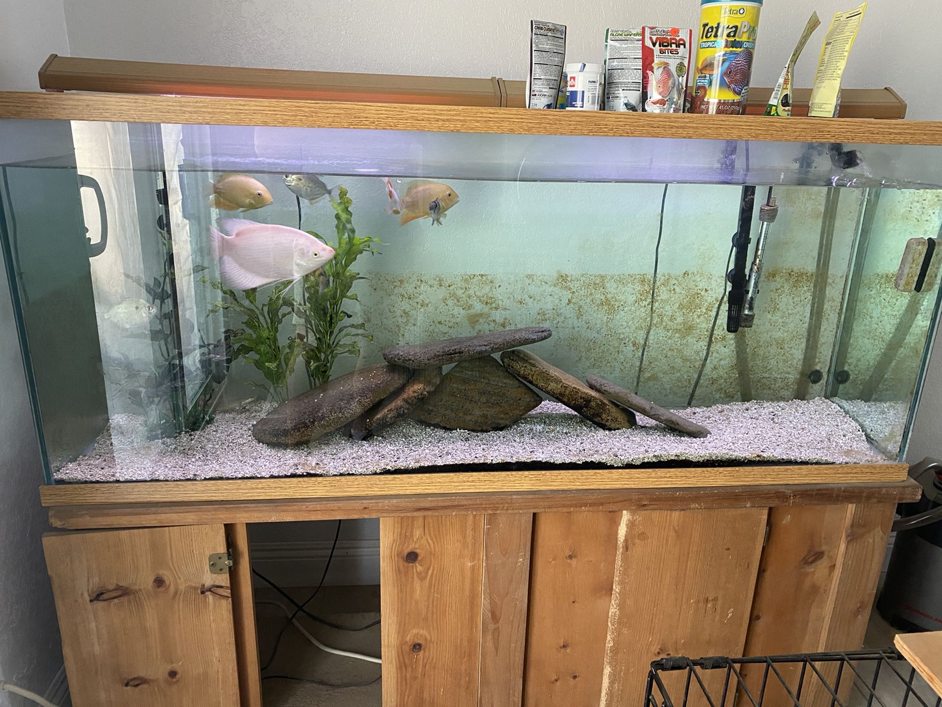 110 Gallon Fish Tank