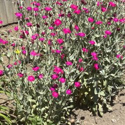 Cheap Perennials 