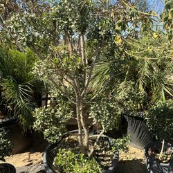 Japanese boxwood topiary bonsai 