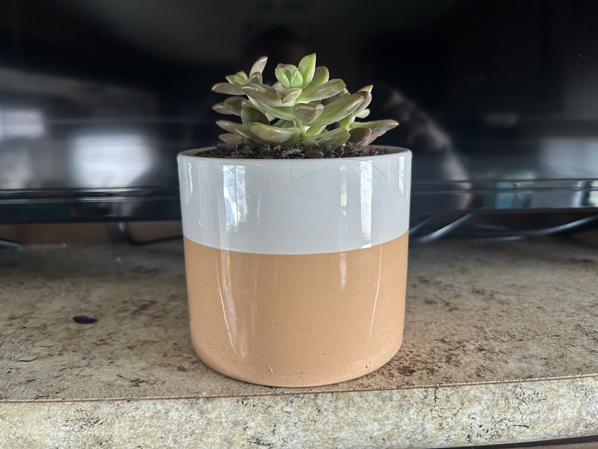 Cute Succulent In Pot