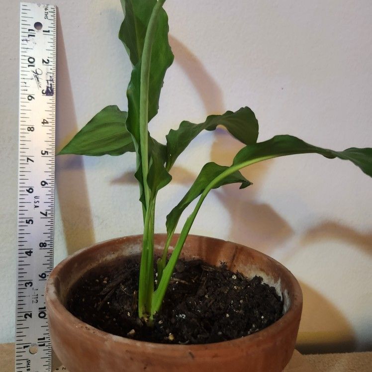 Peace Lily Plant Houseplant In Terra Cotta Pot