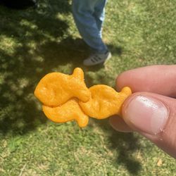 RARE!!!! 3 Way Connected Goldfish 