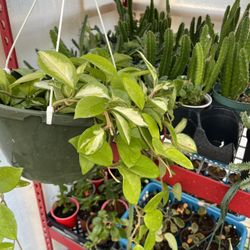 House Plants Different Prices 