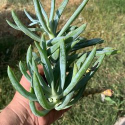 Succulent plant Cuttings Only
