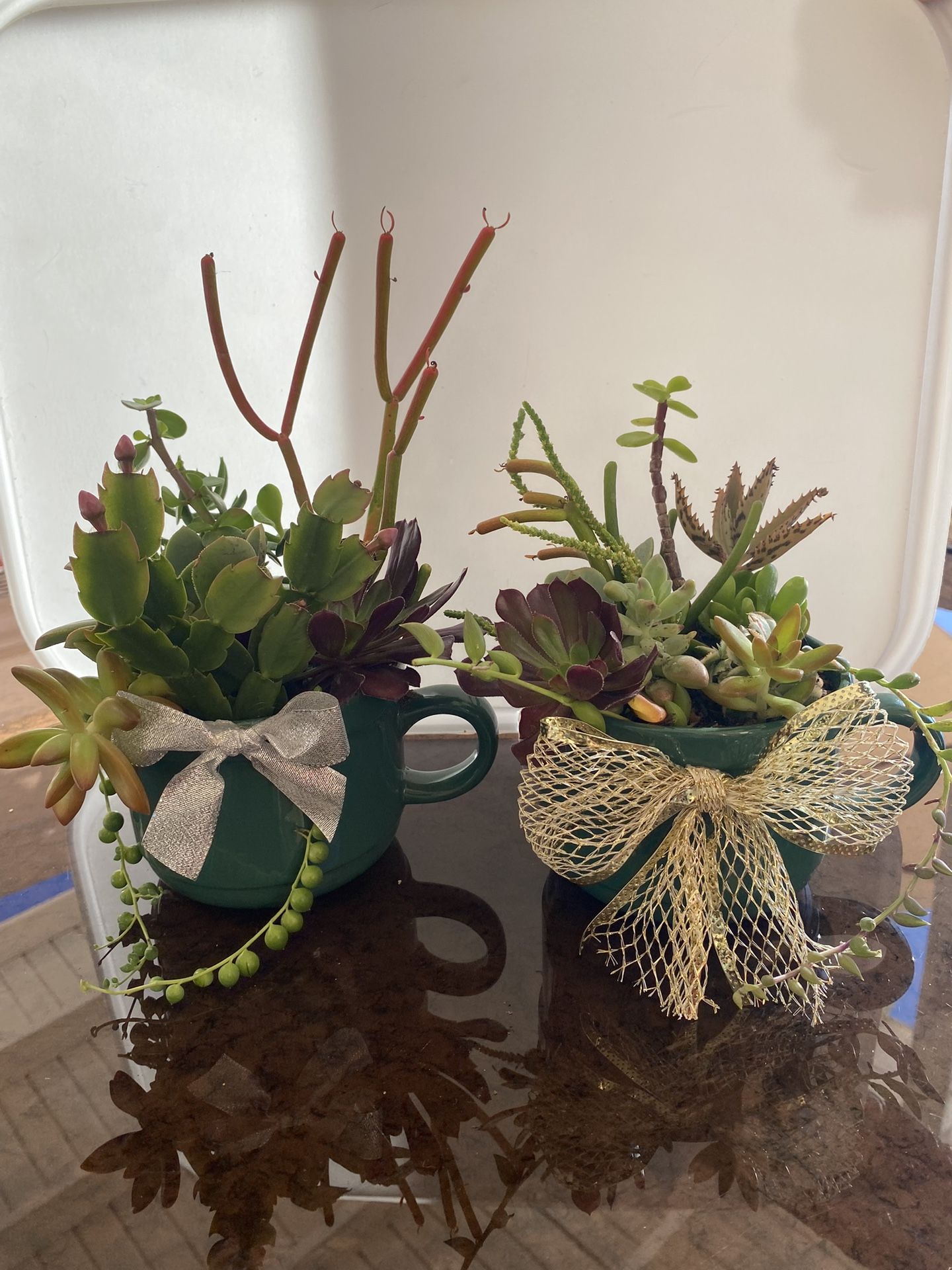 A Mug Full Of Succulents ( New)