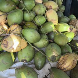 100 Fresh Coconuts