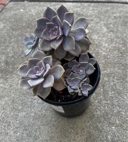 Purple delight, bear paw, ghost plant in 1 gallon