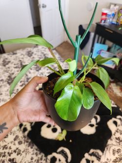 Philodendron squamiferum