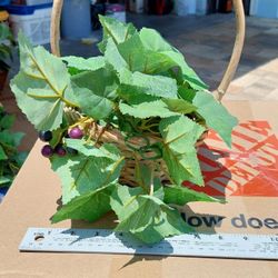 Baskets With Grape Vine Plants