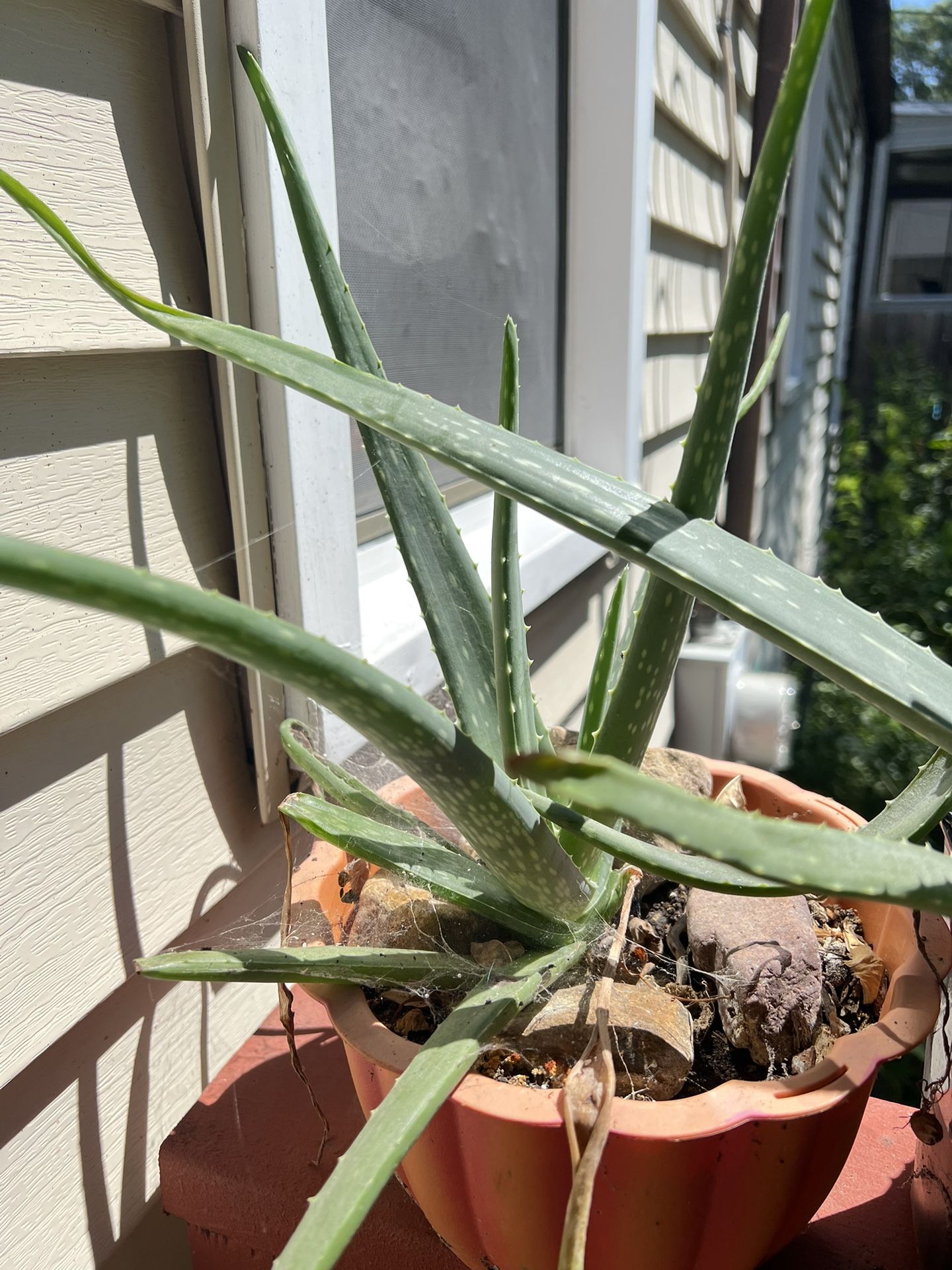 Organic Aloe Vera//savila /: