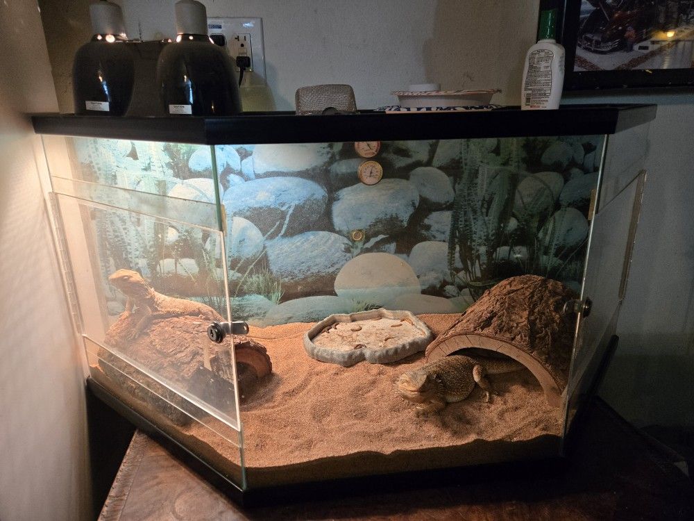 Bearded Dragon Cages