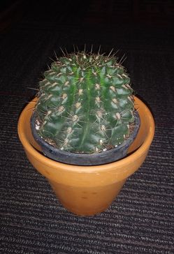 Cactus plants$16 each